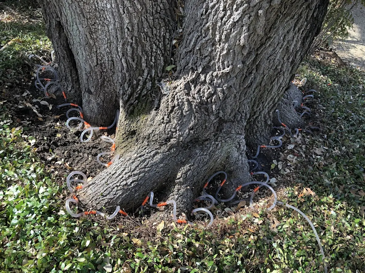 Detailed Tree Cabling and Bracing job site in Scandinavia